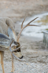 Venado en el desierto de México, Bura