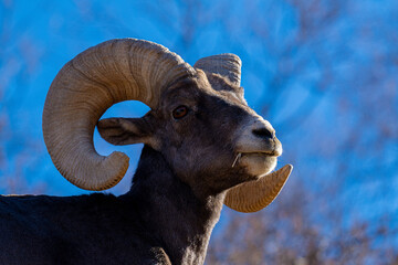 Borrego cimarrón en el desierto de Chihuahua