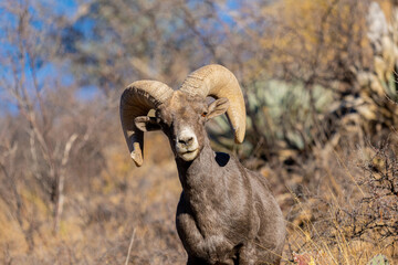 Borrego cimarrón en el desierto de Chihuahua