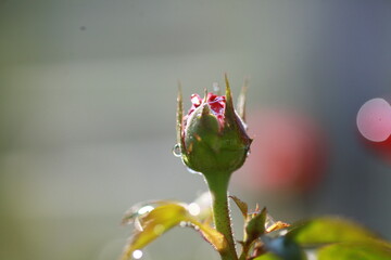 Roses are beautiful flowers and everyone loves them.