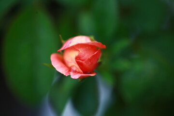 Roses are beautiful flowers and everyone loves them.