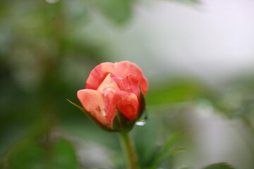 Roses are beautiful flowers and everyone loves them.