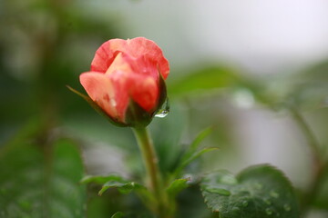 Roses are beautiful flowers and everyone loves them.