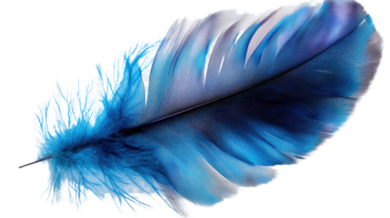 blue feather on white background