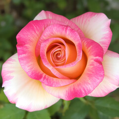 pink rose in garden