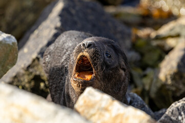 A South American Fur Seal Cub (Arctocephalus australis) on rocks calling for its mother.