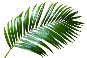 palm leaf isolated on white