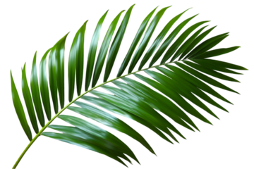 palm leaf isolated on white