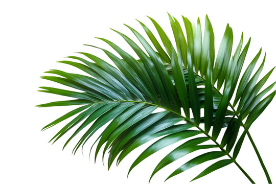 palm leaf isolated on white