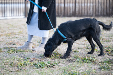 大型犬の散歩　地面の匂いを嗅ぐ