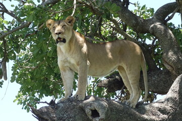 Beautiful Lion Female watches from a height with mouth open on a tree rarely seen in Kenia Masai Maara National Park