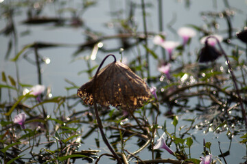 Obraz premium The lotus flowers that grow from the natural pond are beautiful and when the time comes they fade away.