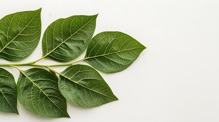 Obraz premium Green leaves branch isolated on white background
