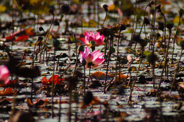 The lotus flowers that grow from the natural pond are beautiful and when the time comes they fade away.