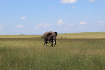 A Photo of an African elephant walking shot in Masai Maara National Park Kenya