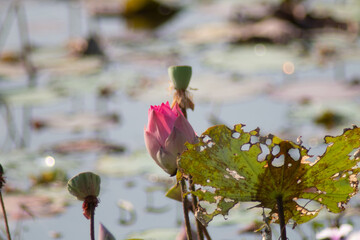 The lotus flowers that grow from the natural pond are beautiful and when the time comes they fade...