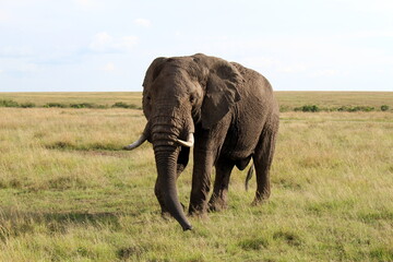 A close up Photo of an African elephant walking shot in Masai Maara National Park Kenya