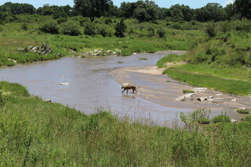 African Lion crossing the river between tansania and kenia. 