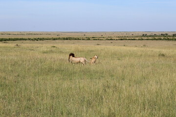 A pair of Lions after mating in masai maara national park africa.