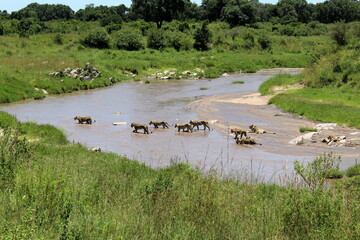 African Lions crossing the river between tansania and kenia. 