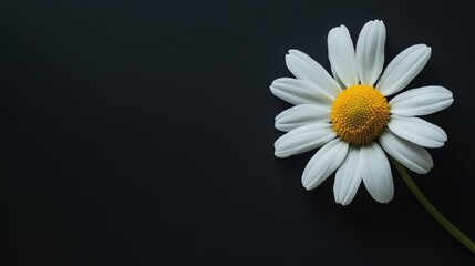 A daisy on a black background