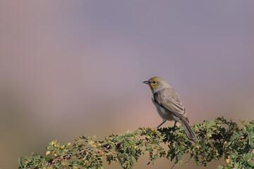 Small verdin bird with yellow head perched on a branch on spring morning
