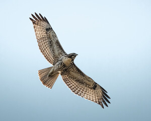 red tailed hawk flying high above through a blue sky