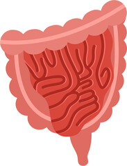 Intestines Human Organ