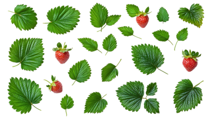 Collection of strawberry leaves on a white background. isolated background.