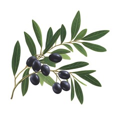Olive branch on white background