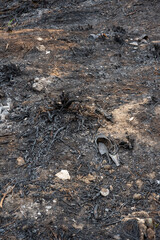 black burnt coals from a campfire on the ground, background, texture. The land after the fire