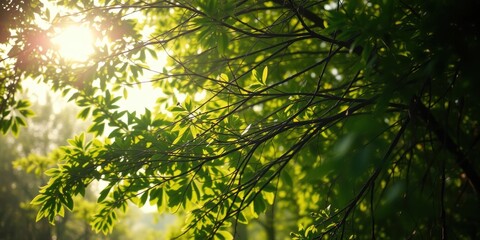 Obraz premium Sunlight filtering through a canopy of green leaves, creating a dappled pattern of light and shadow