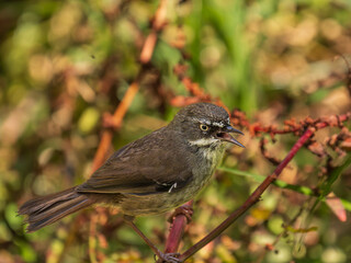 White Browed Scrubwren Singing Close