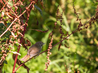 White Browed Scrubwren Sings In Bush