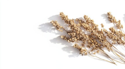 Dried Field Flower isolated on White Background with Real Shadow Top View Image of Wild Flowers Close up with Space for Text