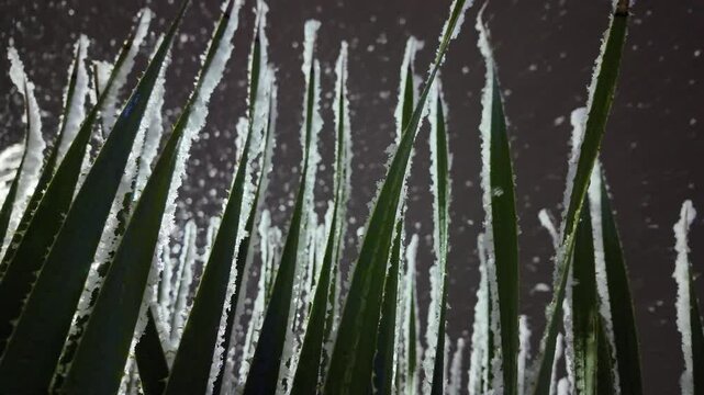 Nieve cayendo en una planta de sotol, dasylirion de noche 