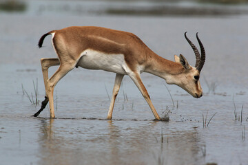 Gazelles have come to the waterhole to drink. Even-toed mammals, Azerbaijan.