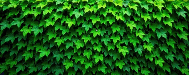 Dense emerald green hedge, creates solid wall, leaves, photographic