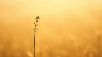 Obraz premium A single wildflower reaches towards the golden light of dawn, standing tall in a field of muted hues.