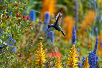 blue hummingbird in a field of flowers