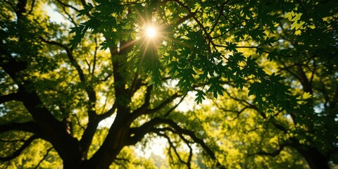 Sunlight filters through the dense canopy of leaves on a large tree, creating a dappled pattern on the forest floor.