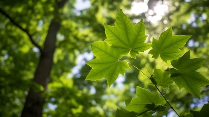 Bright Sunlight Illuminates Lush Green Maple Leaves