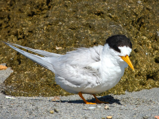 Australian Fairy Tern (Sterna nereis) in Australia