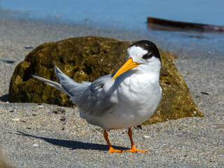 Australian Fairy Tern (Sterna nereis) in Australia