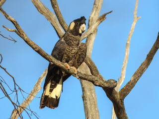 Carnaby's Black-Cockatoo (Zanda latirostris) in Australia