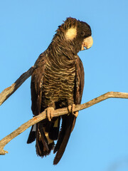 Carnaby's Black-Cockatoo (Zanda latirostris) in Australia