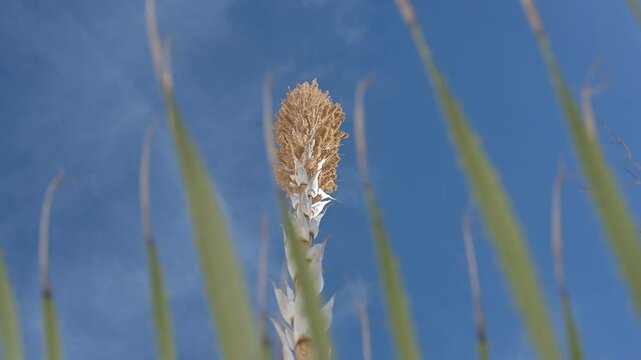 Quiote de dasylirion, planta par destilar sotol