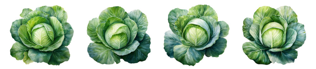 Obraz premium Watercolor Cabbage Illustration, PNG Set