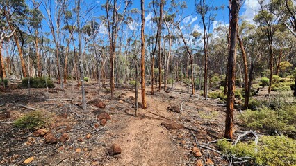 Dryandra Woodland in Western Australia