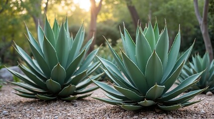 Fototapeta premium Serene Garden with Large Agave Plants in a Natural Sunlit Setting